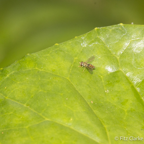 Unknown species found near Joshuas Retreat, Savannah, GA 31411, USA