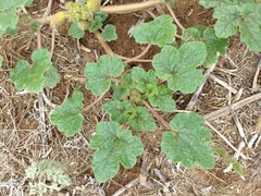 Proboscidea althaeifolia