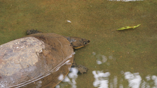Hoge’s Side-necked Turtle, Ranacephala hogei