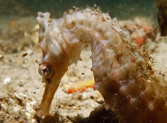 Hippocampus whitei