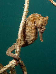 Hippocampus whitei