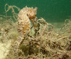 Hippocampus whitei