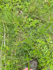 Convolvulus sagittatus, photograph author not stated, no rights reserved
