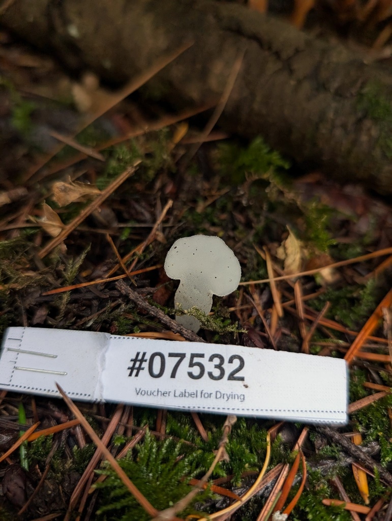 Pseudohydnum sp. 'PNW01'