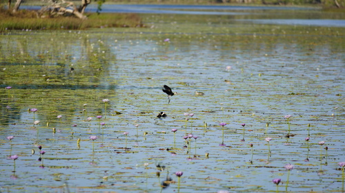 Comb-crested Jacana