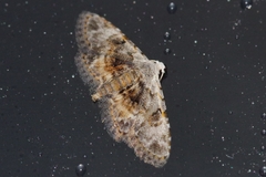 Araeopteron amoena