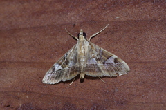 Agrioglypta fulguralis