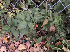 Solanum dulcamara