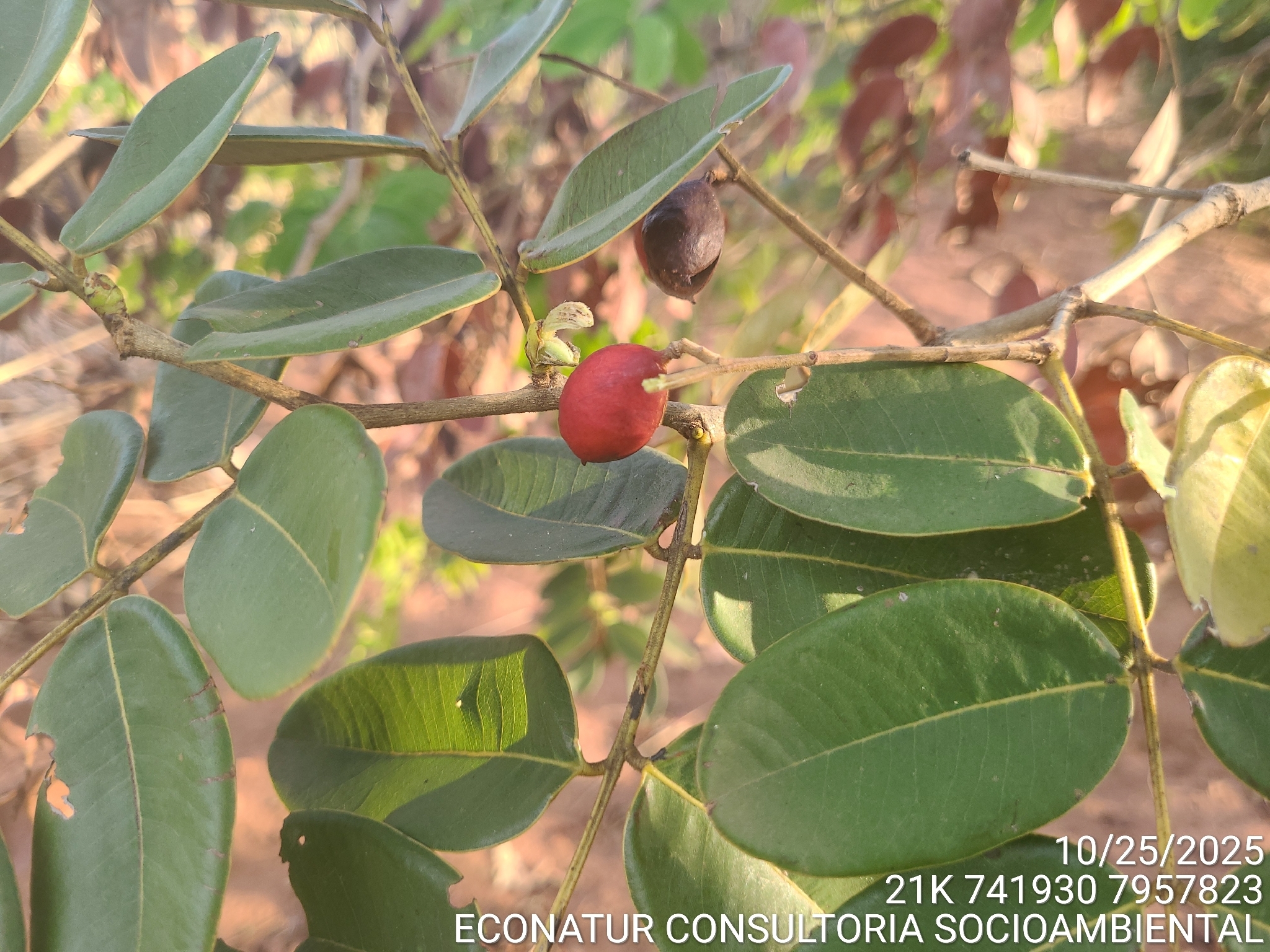 Copaifera martii