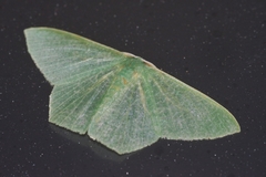 Thalassodes intaminata