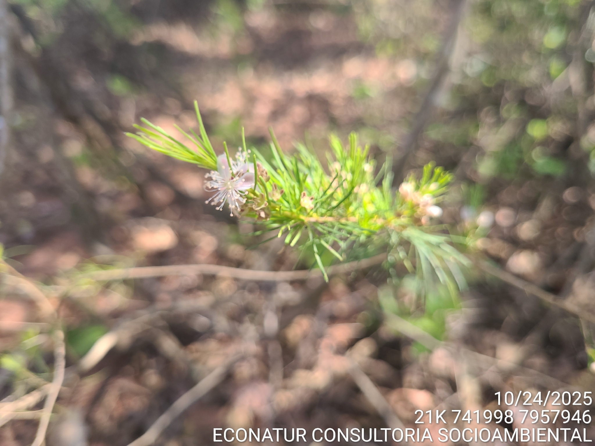Eugenia angustissima