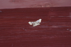 Krananda semihyalina