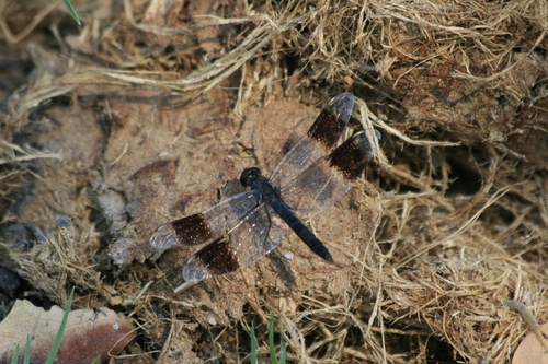 Southern Banded Groundling photo 2