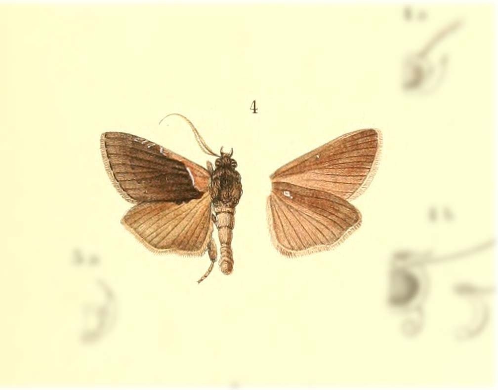 Crithote crinipes