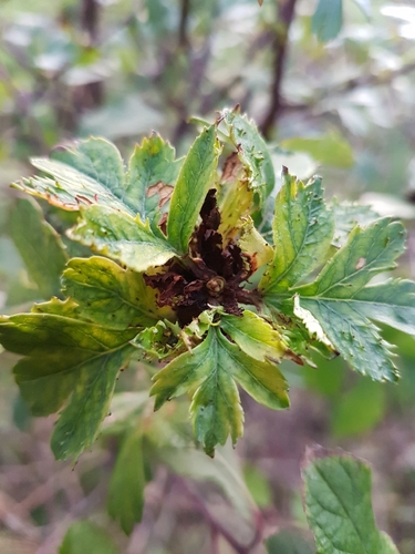 Hawthorn Button-top Midge
