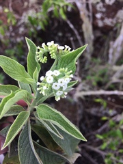 Tournefortia pubescens