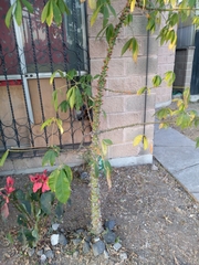 Ceiba