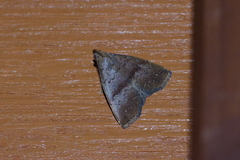 Polypogon ryukyuensis