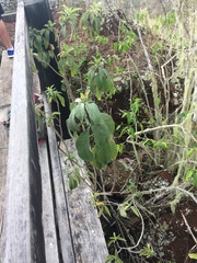 Tournefortia pubescens