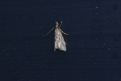 Microchilo inexpectellus