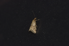 Microchilo inexpectellus
