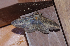 Anisoneura salebrosa