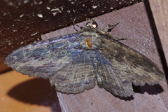 Anisoneura salebrosa