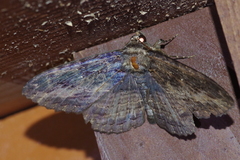 Anisoneura salebrosa