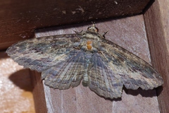 Anisoneura salebrosa