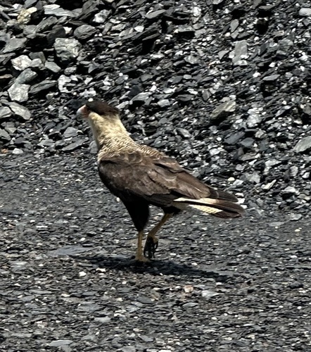 Crested Caracara