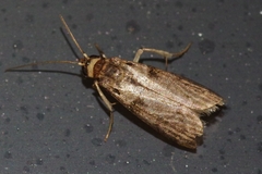 Patagoniodes nipponella