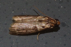 Patagoniodes nipponella