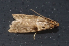 Patagoniodes nipponella