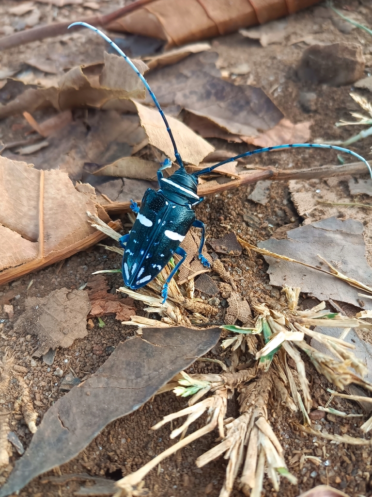 Sternotomis caillaudi
