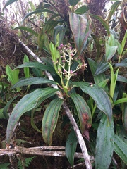 Miconia robinsoniana