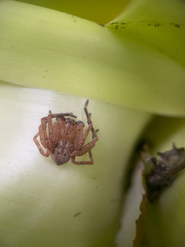 Olios argelasius