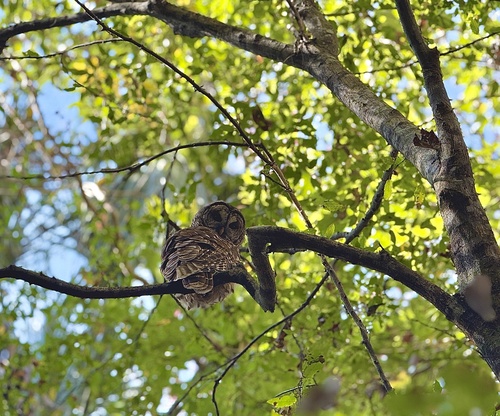 View observation of {o.common_name} on iNaturalist