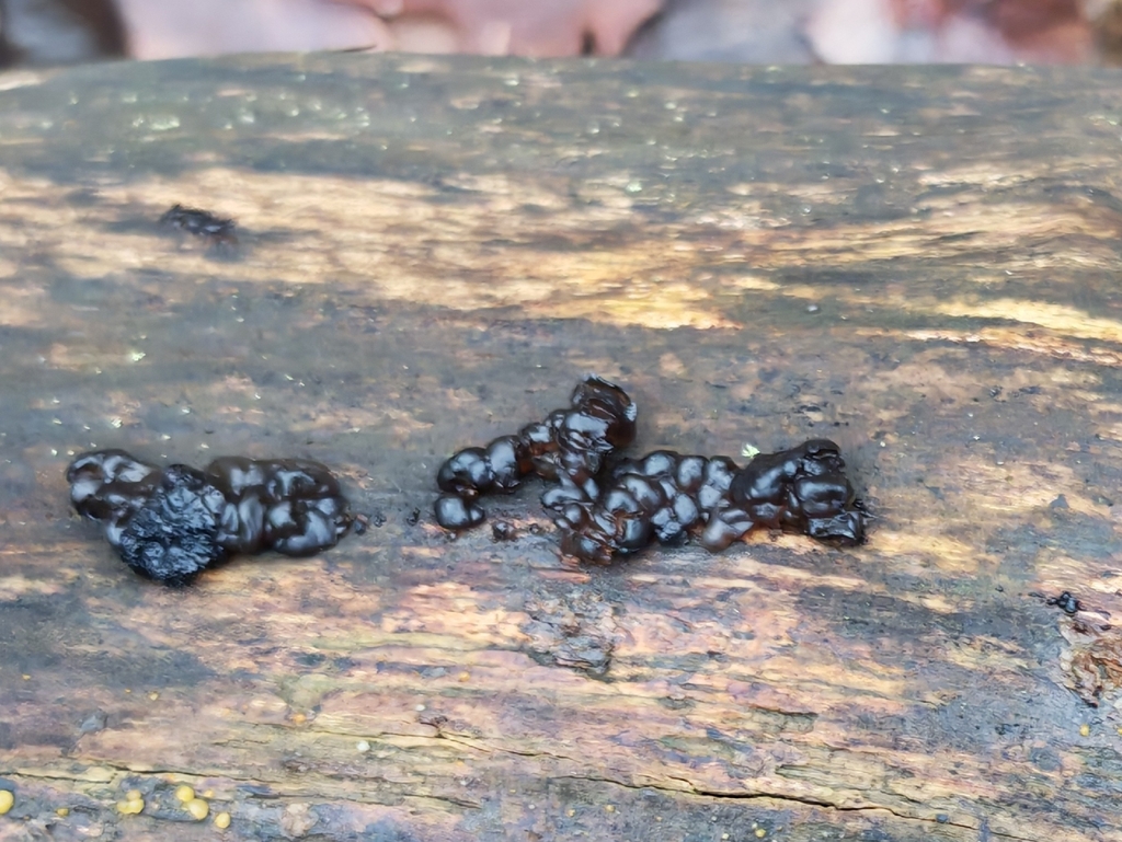 Exidia nigricans · November 2025 · photo: © p_andrey (iNaturalist, cc-by-nc)