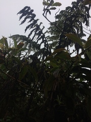 Cyathea weatherbyana