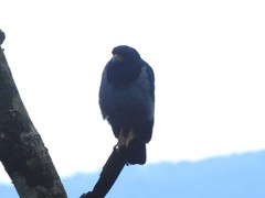 Morphnarchus princeps