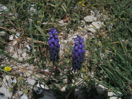Muscari armeniacum