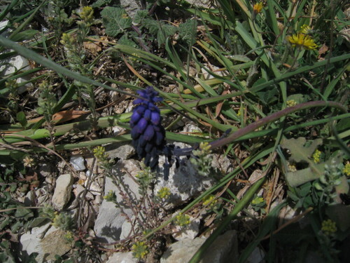 Muscari armeniacum