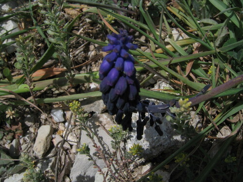 Muscari armeniacum