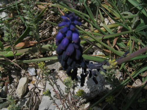 Muscari armeniacum