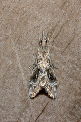 Gadira acerella