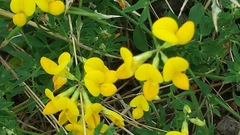 Lotus corniculatus