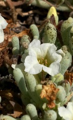 Nolana crassulifolia
