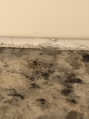 Lycosidae