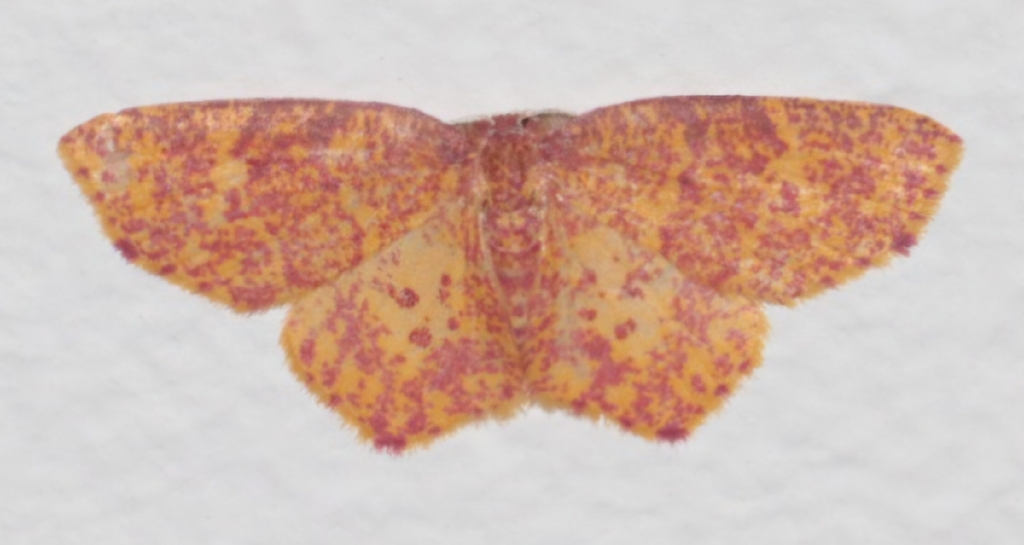 Chrysocraspeda subminiosa