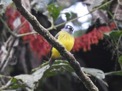 Myiotriccus ornatus